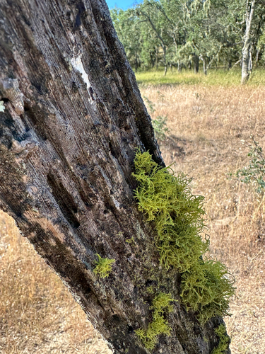 iNaturalist observation photo of wolf lichen