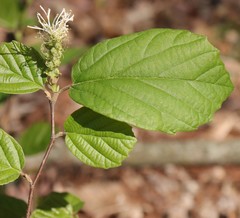 Fothergilla