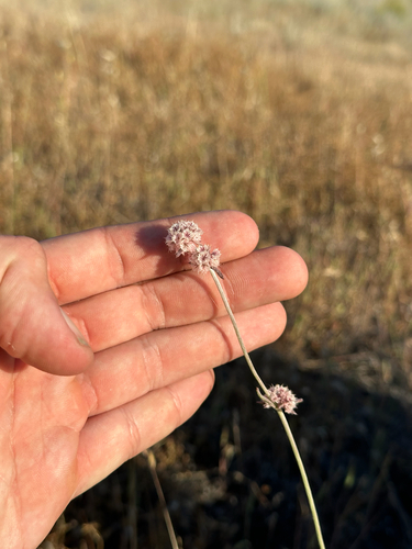 iNaturalist observation photo of pink spineflower