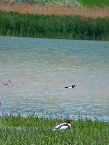 Red-crested Pochard