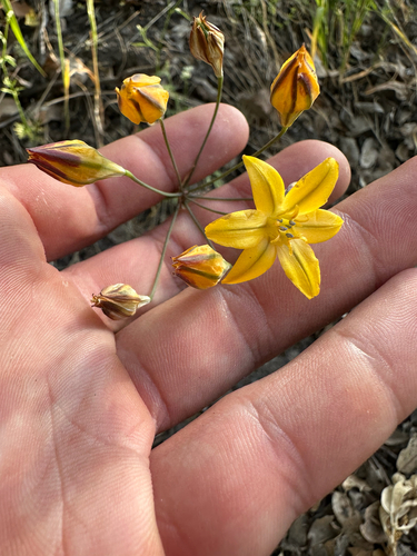 iNaturalist observation photo of Prettyface