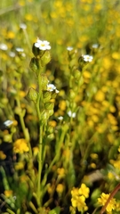 Plagiobothrys stipitatus