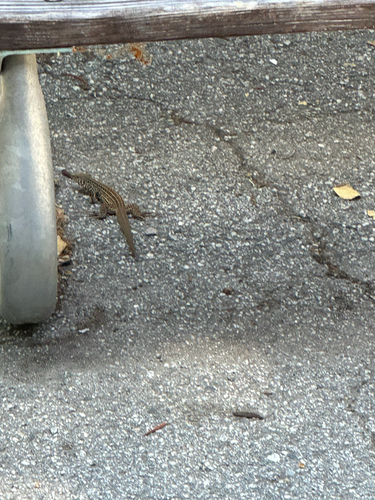 iNaturalist observation photo of Western Whiptail