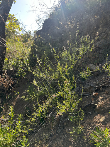 iNaturalist observation photo of bush beardtongue