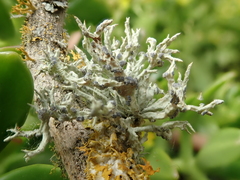 Niebla cephalota