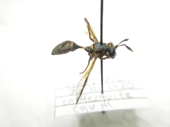 Polybiomyia