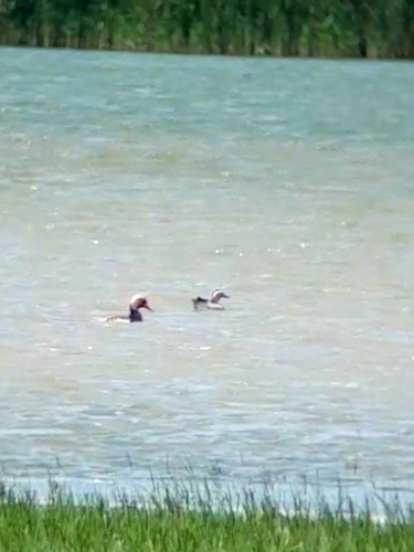 Garganey