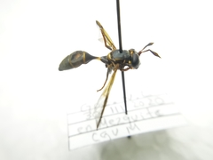 Polybiomyia
