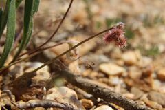 (c) Olivier Argagnon, some rights reserved (CC BY) Scorpiurus muricatus, photograph (c) Olivier Argagnon, some rights reserved (CC BY)