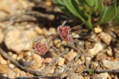 (c) Olivier Argagnon, some rights reserved (CC BY) Scorpiurus muricatus, photograph (c) Olivier Argagnon, some rights reserved (CC BY)