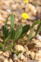 (c) Olivier Argagnon, some rights reserved (CC BY) Scorpiurus muricatus, photograph (c) Olivier Argagnon, some rights reserved (CC BY)