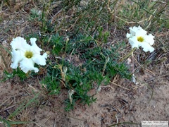 Mandevilla petraea