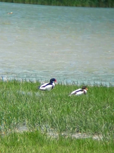 Common Shelduck