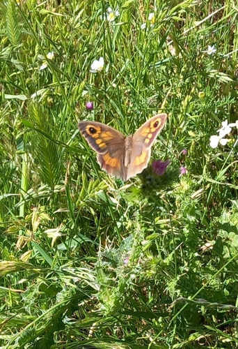 Meadow Brown