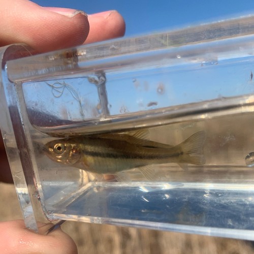 Finescale dace (Chrosomus neogaeus) — Cyprinidae — 5
