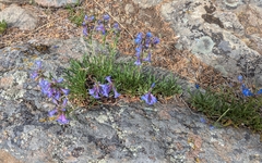 Penstemon aridus, photograph (c) John Brew, some rights reserved (CC BY)