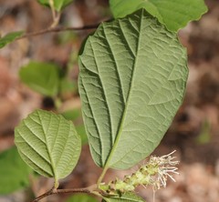 Fothergilla