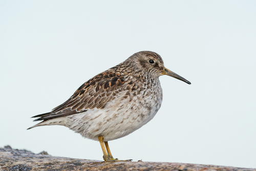 Correlimos oscuro (Calidris maritima)