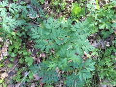 Ligusticum