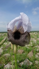 Iris hermona