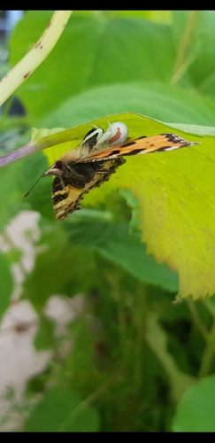 Goldenrod Crab Spider