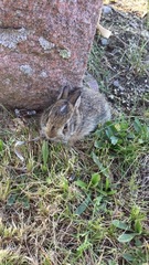 Sylvilagus floridanus