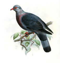 Trocaz Pigeon photo 2