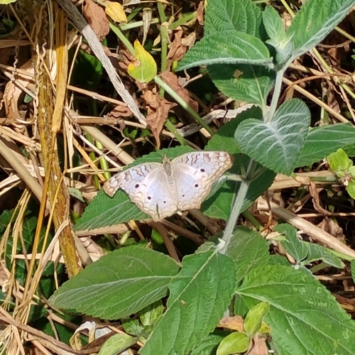 White Peacock