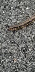 Ophisaurus ventralis