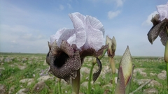 Iris hermona