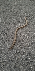 Ophisaurus ventralis