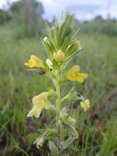 Yellow Glandweed
