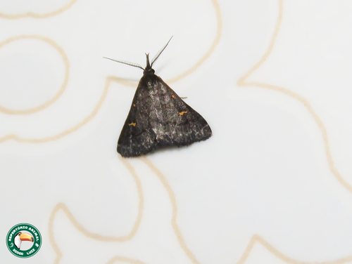 Naarda xanthonephroides