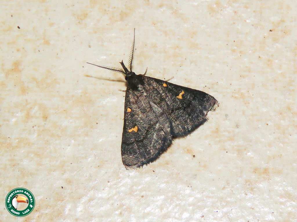 Naarda xanthonephroides