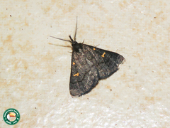 Naarda xanthonephroides