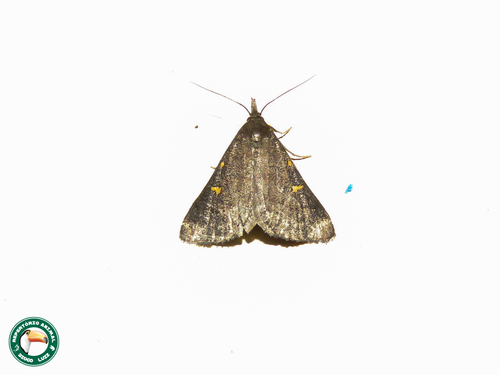 Naarda xanthonephroides
