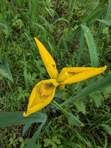 Yellow Iris