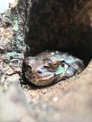 Hyla japonica