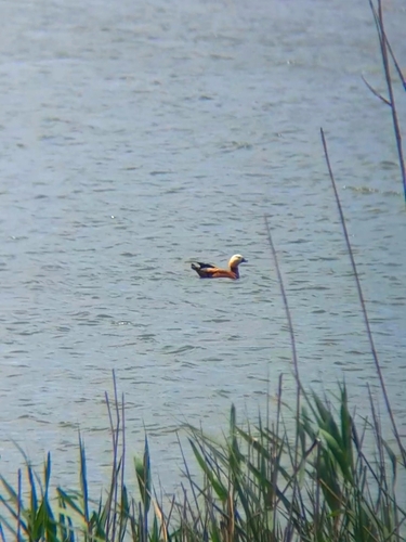 Ruddy Shelduck