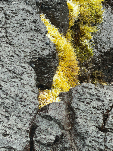Ahnfeltiopsis observed 2026-03-27