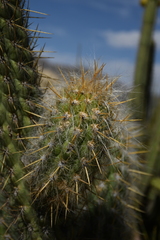 Oreocereus pseudofossulatus
