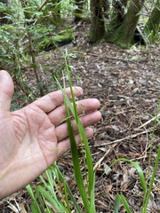 Anthoxanthum occidentale