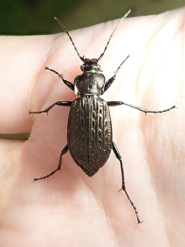 Granulated Ground Beetle