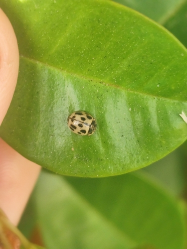 Fourteen-spotted Lady Beetle