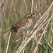 Henslow's Sparrow - Photo (c) Dominic Sherony, some rights reserved (CC BY-SA)