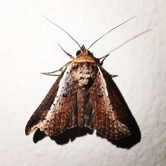 Lophoptera vittigera