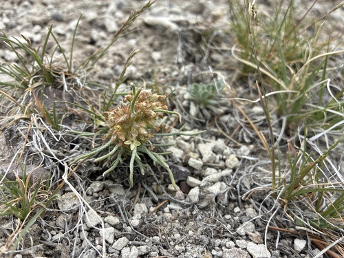 Ipomopsis spicata, photograph 2
