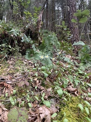 Erythronium multiscapideum