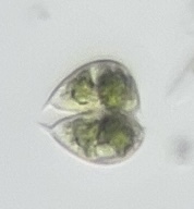 Staurodesmus dickiei, 2026-05-23