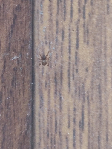 Noble False Widow